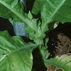 Tobacco with apex removed one week earlier manifesting lateral bud growth