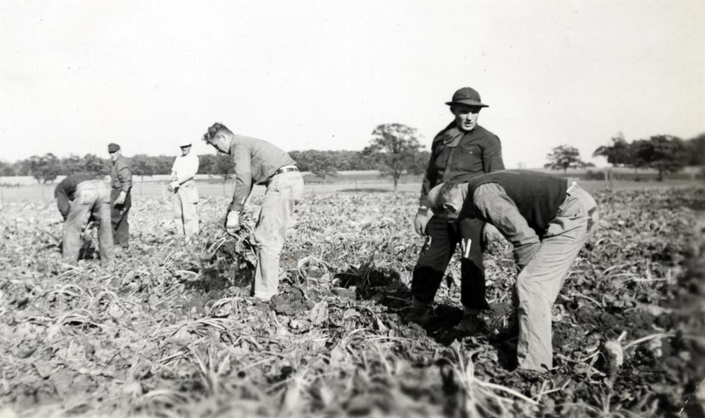 ‎POWs harvesting sugar beets, 1945 - UWDC - UW-Madison Libraries