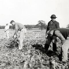 POWs harvesting sugar beets, 1945