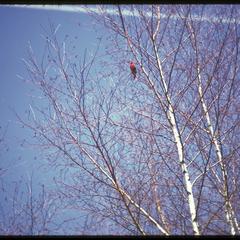 Cardinal in birch tree in yard