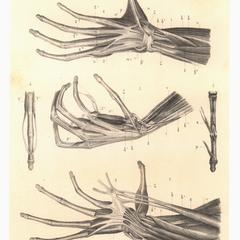 Propithecus Hand Anatomy Print
