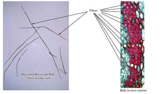 Composite of fibers from basswood bark - fibers viewed in a maceration and in cross section