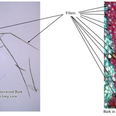 Composite of fibers from basswood bark - fibers viewed in a maceration and in cross section