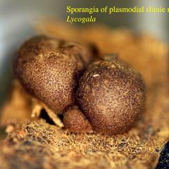 Plasmodial slime molds - sporangia of Lycogala