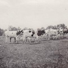 1918 Training camp - Martin and cattle