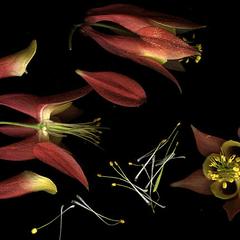 Foral dissection of Aquilegia canadensis