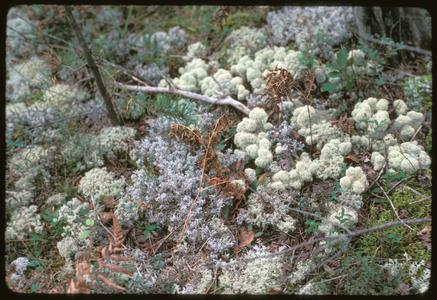 "Reindeer" lichens on ground in cutover pine area
