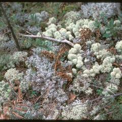 "Reindeer" lichens on ground in cutover pine area