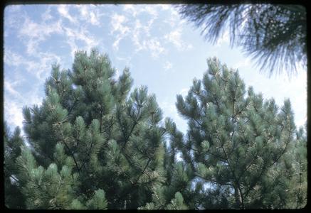 Red pine, Grady Tract, University of Wisconsin–Madison Arboretum