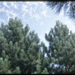 Red pine, Grady Tract, University of Wisconsin–Madison Arboretum