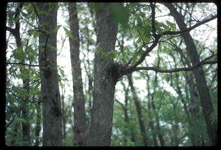 Blue jay nest in an oak tree