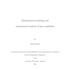 Mathematical modeling and experimental analysis of gene regulation
