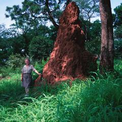Person beside Termite Mound.