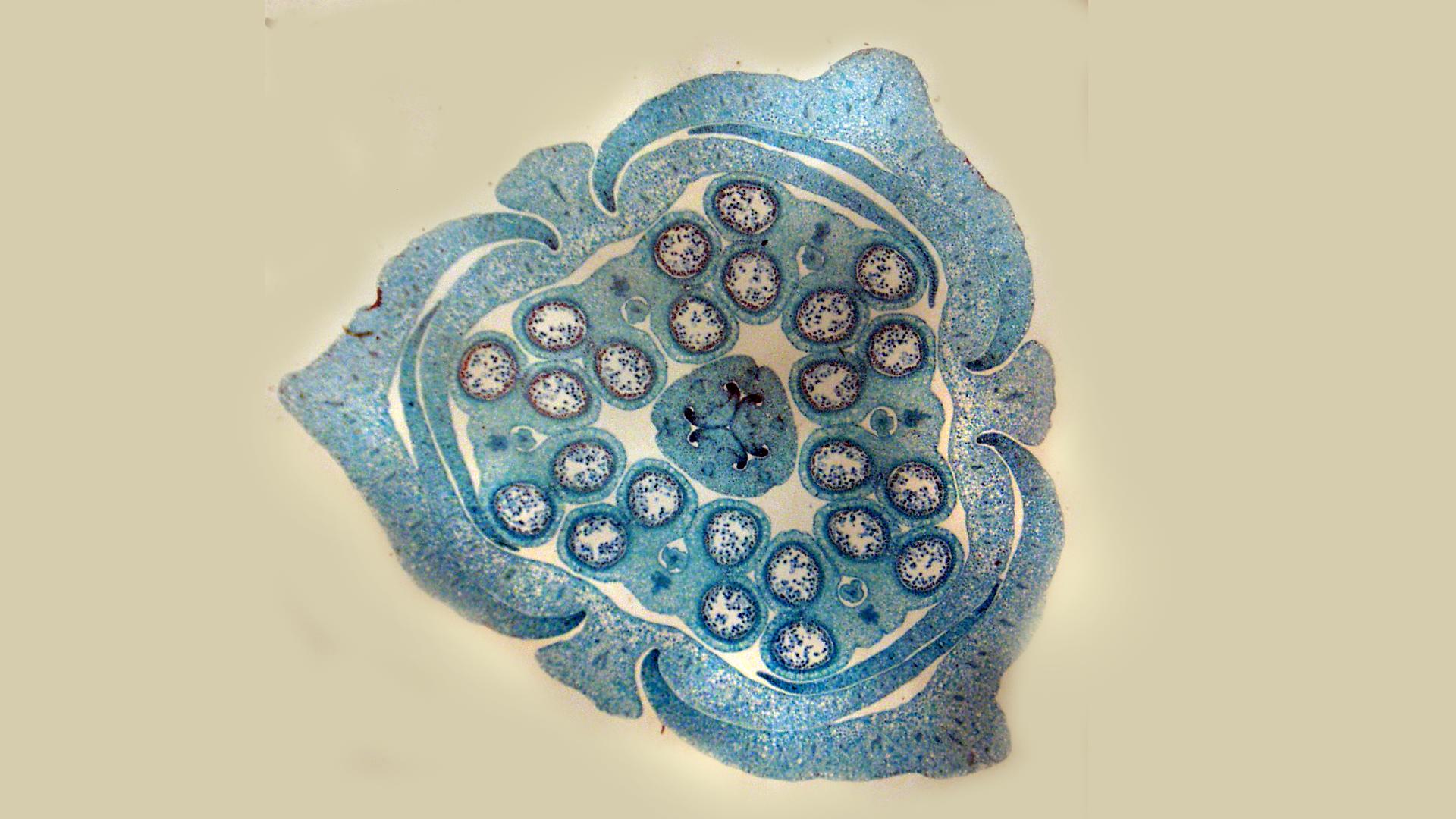 monocot flower cross section