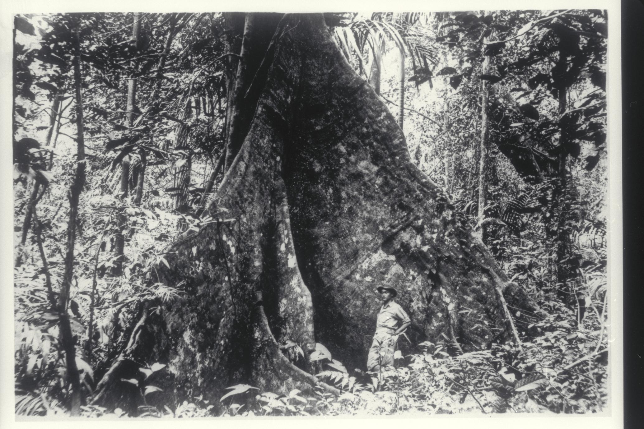 Narra tree, Los Banos, Laguna, 1923-1924