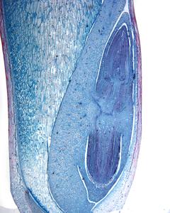 Longitudinal section of a corn embryo