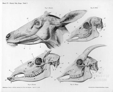 Hirsch, Reh, Ziege, Tafel 7