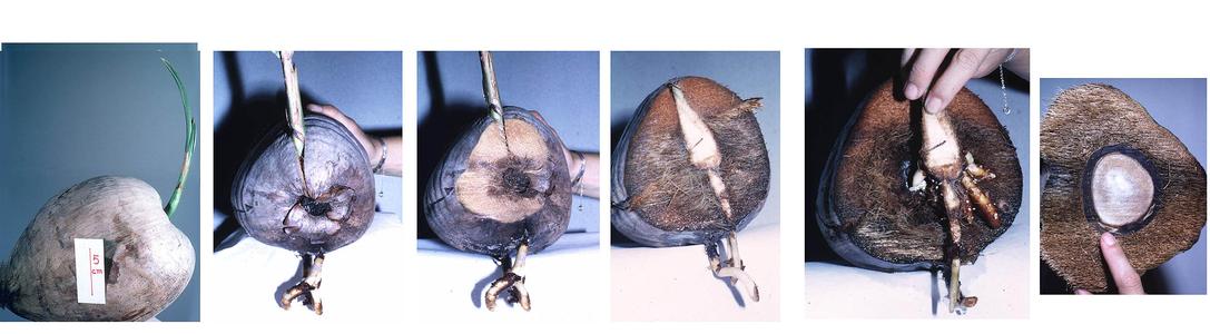Series of sections of germinating coconut