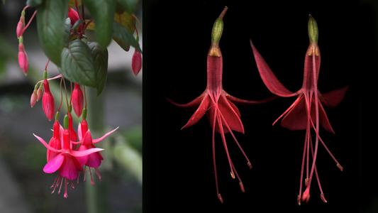 Fuchsia - flowering plant with dissected flower