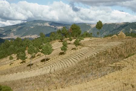 Wheat fields east of Quetzaltenango