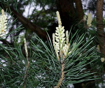 Scotch pine - male cones