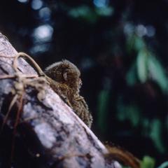 Callithrix pygmaea
