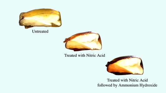 Series of cut corn grains, 1.untreated, 2.  treated with nitric acid, and 3. treated with nitric acid followed by ammonium hydroxide