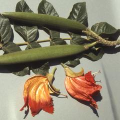Flowers, leaves, fruits of Spathodea tree, Chiguimula