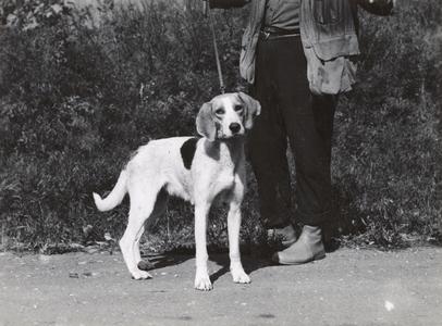 Walker hound dog