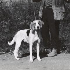 Walker hound dog