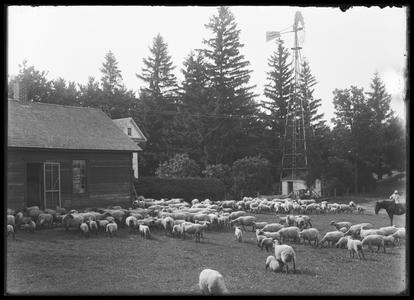 Sheep, hogs, farm scenes