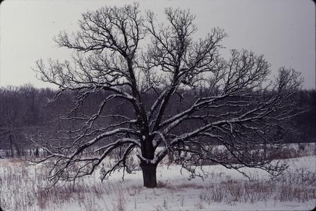 Bur oak in winter
