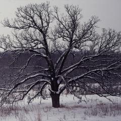 Bur oak in winter
