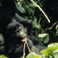 Gorilla gorilla graueri