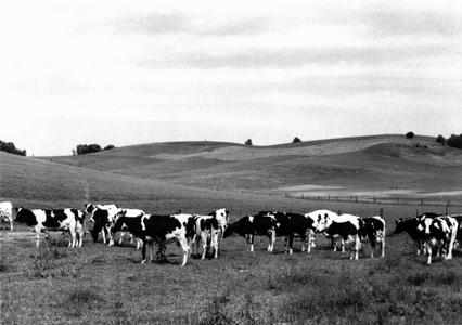 Holstein herd, Arcadia, Wis.