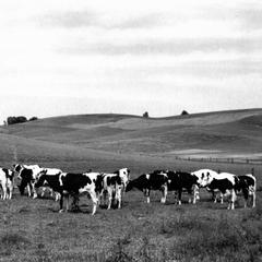 Holstein herd, Arcadia, Wis.