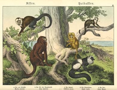 Lemur and New World Monkeys Print