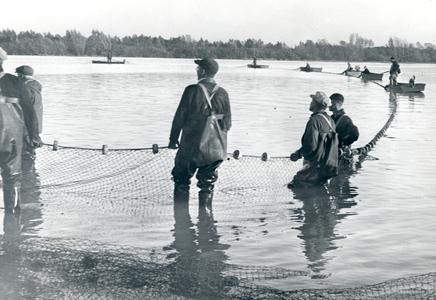 Sieving for carp on Lake Wingra