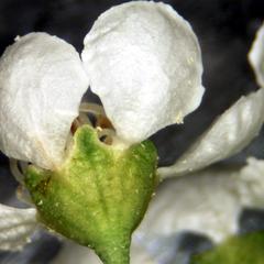 Black cherry, Prunus serotina - calyx