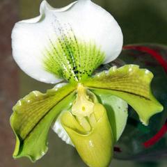 Lady's slipper orchid flower