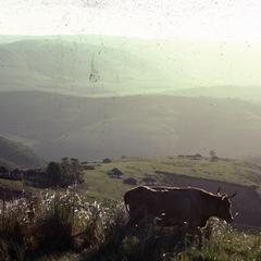 Xhosa Transkei landscape