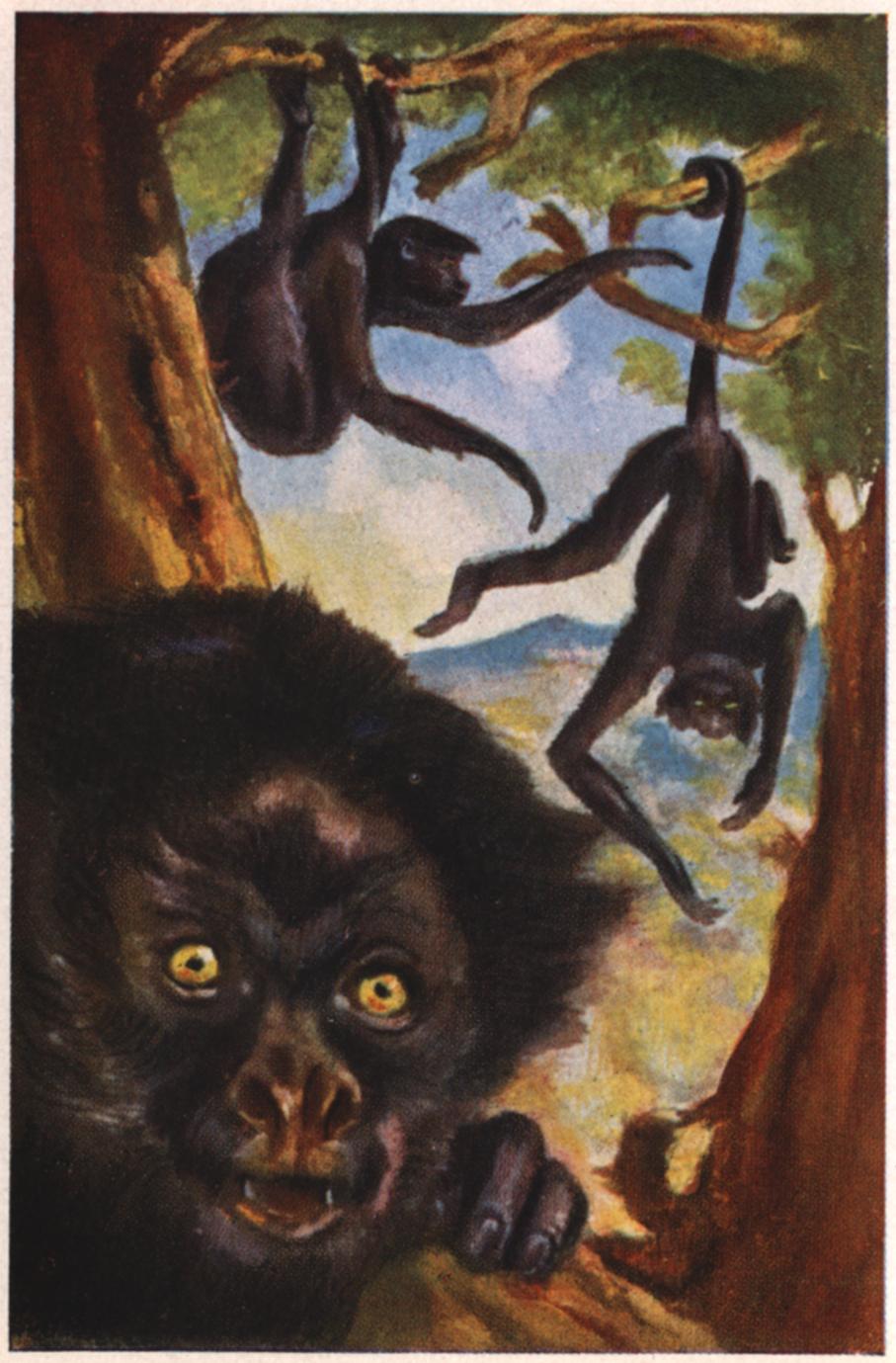 Climbing Red-Faced Spider Monkeys Print