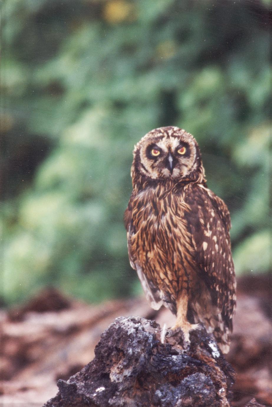 Short-eared Owl (Asio flammeus) on lava