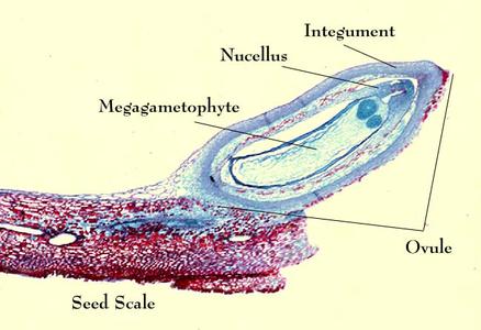 View of seed scale with ovule containing the megagametophyte