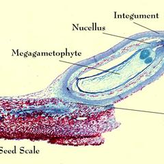 View of seed scale with ovule containing the megagametophyte