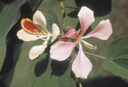Flowers ot Bauhinia purpurea tree, Los Diamantes