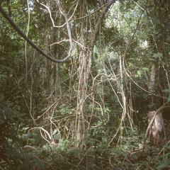 Inside secondary tropical moist tropical forest with lianas
