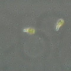 Euglena movie - swimming cells, 40x phase contrast illumination