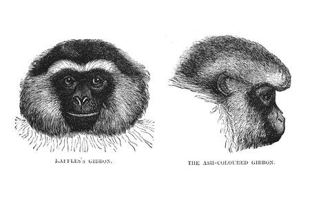 Raffles's Gibbon and the Ash-Colored Gibbon