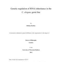 Genetic regulation of RNAi inheritance in the C. elegans germ line